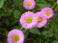 Мелколепестник гибридный – Erigeron x hybridus Bergmans