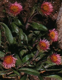 Мелколепестник однокорзиночный – Erigeron uniflorus L.