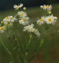 Мелколепестник однолетний – Erigeron annuus (L.) Pers.