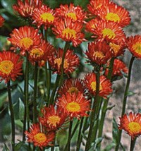 Мелколепестник оранжевый, золотистый – Erigeron aurantiacus Regel.