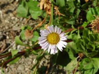 Мелколепестник сизый, прибрежная астра – Erigeron glaucus Ker.-Gawl.