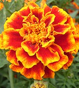 Мелкоцветные Бархатцы (Tagetes patula)