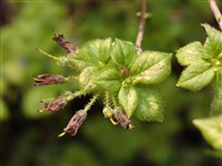 Менцизия пурпурная – Menziesia purpurea Maxim.