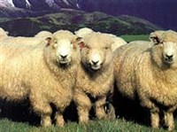 Мериносы (в горах)