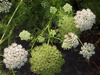 Меум атамантовый – Meum athamanticum Jacq. (1)