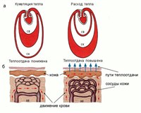 Механизмы теплоотдачи организма в условиях холода и тепла