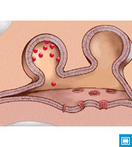 Механизм клеточного иммунитета