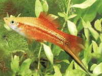 Меченосец Геллера