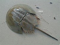 Мечехвосты (Мечехвост большой)