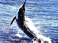 Меч-рыба (Xiphias gladius)