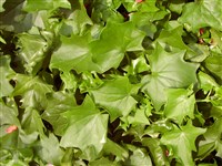 Микания лазящая – Mikania scandens (L). Willd.