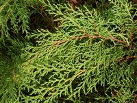 Микробиота перекрестнопарная – Microbiota decussata Kom. (1)