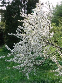 Микровишня войлочная, китайская, пушистая – Microcerasus tomentosa (Thunb.) Erem.et Juschev. (1)