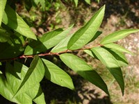 Микровишня железистая, карликовый цветущий миндаль – Microcerasus glandulosa (Thunb.) Roem. (1)