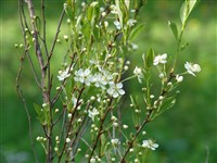 Микровишня низкая, песчаная, американская – Microcerasus pumila (L.) Erem.et Juschev.