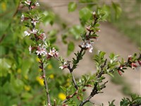 Микровишня простертая – Microcerasus prostrata (Ser.) Erem.et Juschev. (1)