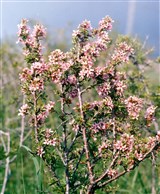 Микровишня простертая – Microcerasus prostrata (Ser.) Erem.et Juschev. (2)