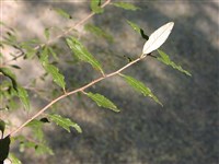 Микровишня седая – Microcerasus incana Pall. (1)