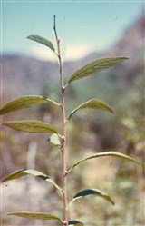 Микровишня седая – Microcerasus incana Pall. (2)