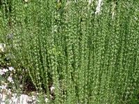 Микромерия далматская – Micromeria dalmatica Benth.