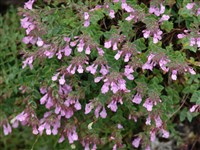 Микромерия хорватская – Micromeria croatica (Pers.) Schott.