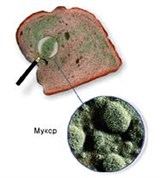 Микроорганизмы (мукор)