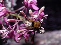 Мимикрия (Муха, имитирующая шмеля)