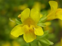 Мимулюс желтый – Mimulus luteus L. (1)