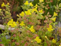 Мимулюс крапчатый, пятнистый – Mimulus guttatus DC.