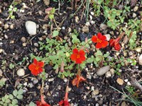 Мимулюс медно-красный – Mimulus cupreus Dombrain