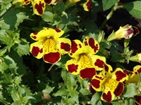 Мимулюс пестрый – Mimulus variegatus Lodd.