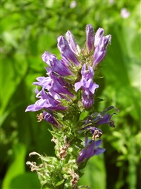 Мимулюс разинутый – Mimulus ringens L.