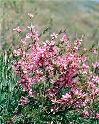 Миндаль Петунникова – Amygdalus petunnikowii Litw.