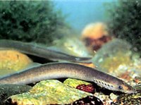 Миноги (Минога)