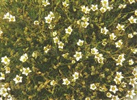 Минуартия весенняя – Minuartia verna (L.) Hiern.