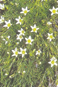 Минуартия отогнутая – Minuartia recurva (All.) Schinz et Thell.