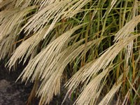 Мискантус сахароцветный, амурская серебристая трава – Miscanthus sacchariflorus (Maxim.) Hack. (1)