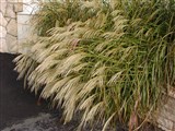 Мискантус сахароцветный, амурская серебристая трава – Miscanthus sacchariflorus (Maxim.) Hack. (2)