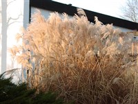 Мисканутс китайский, эулалия – Miscanthus sinensis Anderss.