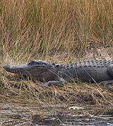 Миссисипский аллигатор (Alligator mississippiensis)