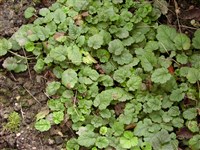 Мителла Бревера – Mitella breweri Gray.