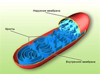 Митохондрии (строение)
