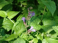 Михения крапиволистная – Meehania urticifolia (Miq.) Mak.