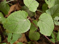 Михения сердцевидная – Meehania cordata (Nutt.) Britt.