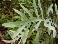 Многоножка батистовая, австрийская, южная – Polypodium cambricum L.