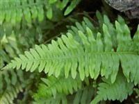 Многоножка виргинская – Polypodium virginianum L.