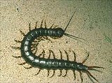 Многоножки (Chilopoda)