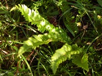 Многорядник копьевидный – Polystichum lonchitis (L.) Roth.