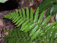 Многорядник многореснитчатый – Polystichum polyblepharum (Roem.) Presl.