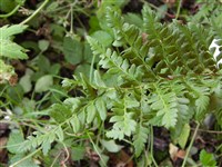 Многорядник шиливидно-зубчатый – Polystichum aculeatum (L.) Roth.